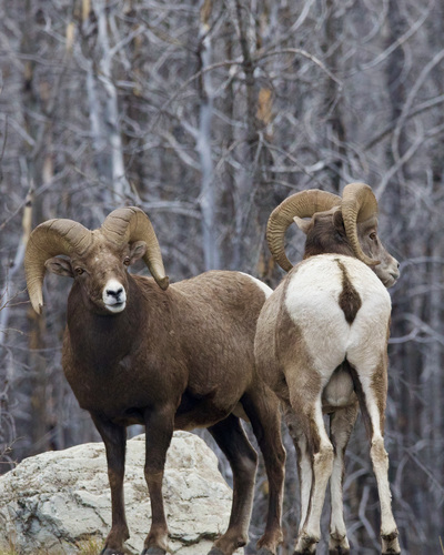 Bighorn Sheep (Ovis canadensis), a lookalike recorded in Nebraska