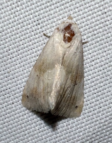 Everlasting Bud Moth photo 2