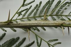 Vachellia davyi
