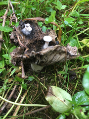 Asterophora lycoperdoides