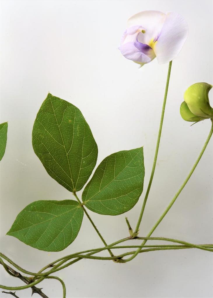 Vigna kokii