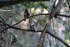 Glaucidium palmarum