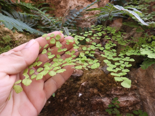 Image of Adiantum tricholepis by (c) Sebastián de Jesús Herrera Buenfil, some rights reserved (CC BY)