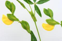 Zornia capensis capensis