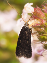 Lecithocera terrigena