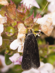 Lecithocera terrigena