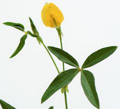 Zornia capensis capensis