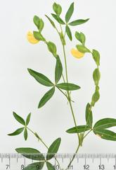 Zornia capensis capensis