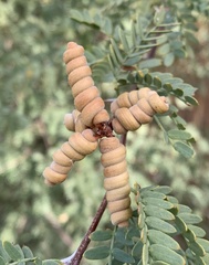 Strombocarpa pubescens