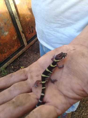 Coleonyx mitratus