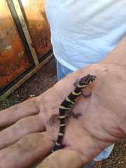 Coleonyx mitratus