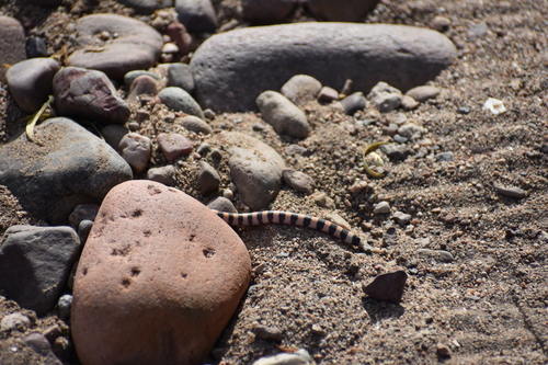 Banded Sand Snake