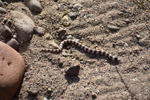Banded Sand Snake