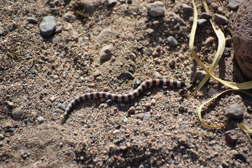 Banded Sand Snake