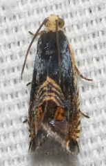 Grapholita tristrigana