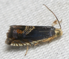 Grapholita tristrigana