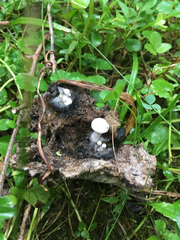 Asterophora lycoperdoides