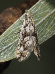 Holocola triangulana