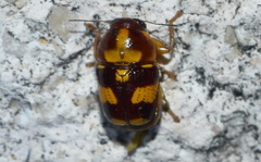 Griburius decoratus