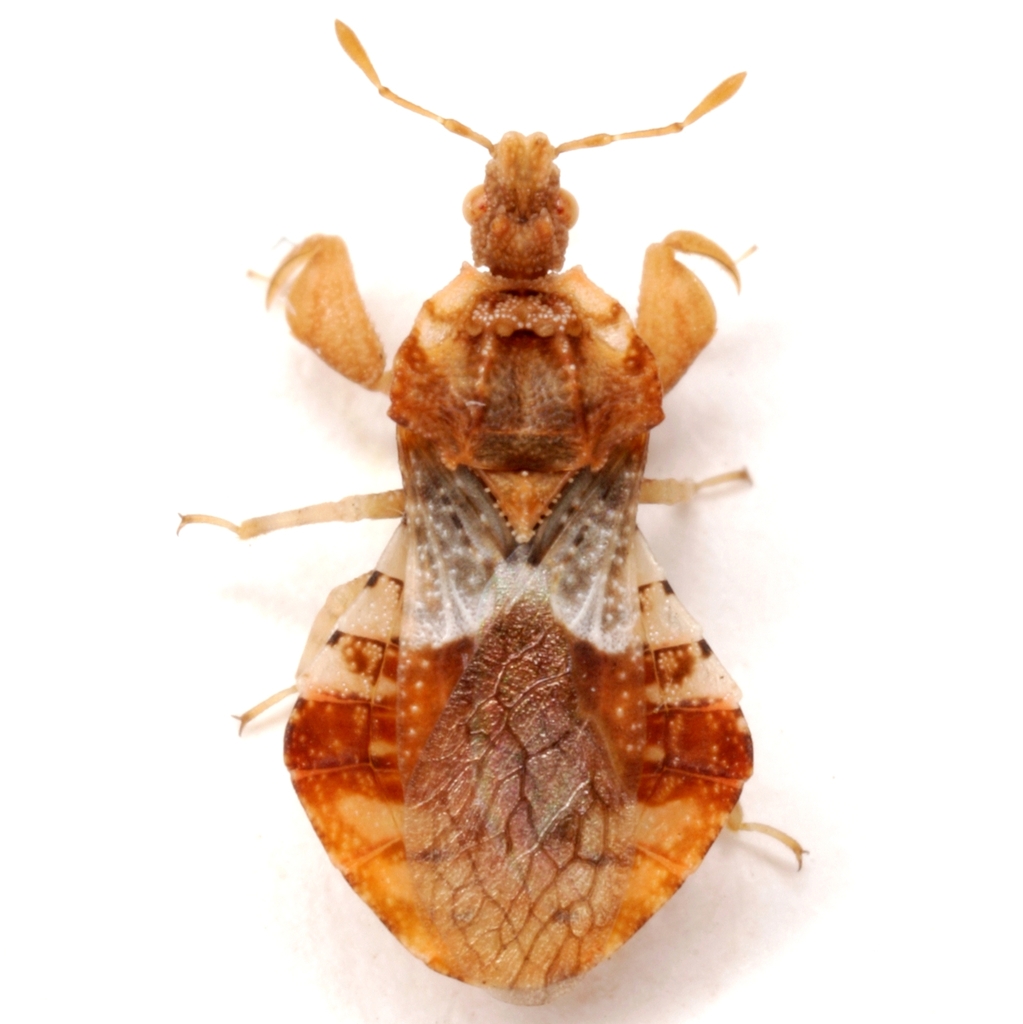 Phymata luxa