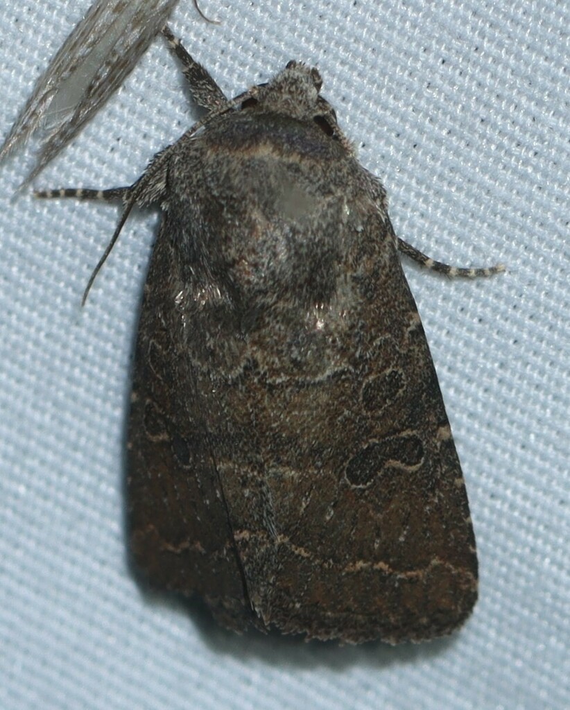 Trichopolia texicana