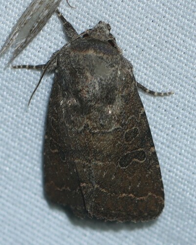 Trichopolia texicana