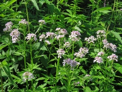 Cardamine macrophylla