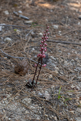 Pyrola picta