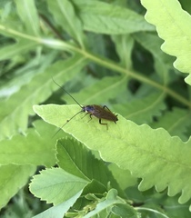 Ectobius lapponicus