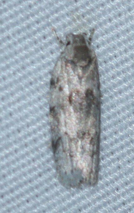 Dotted Antaeotricha Moth