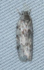 Dotted Antaeotricha Moth