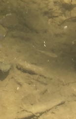 Leuciscinae