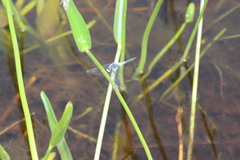 Leucorrhinia frigida