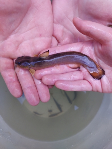Slender madtom (Noturus exilis) — Ictaluridae — 3