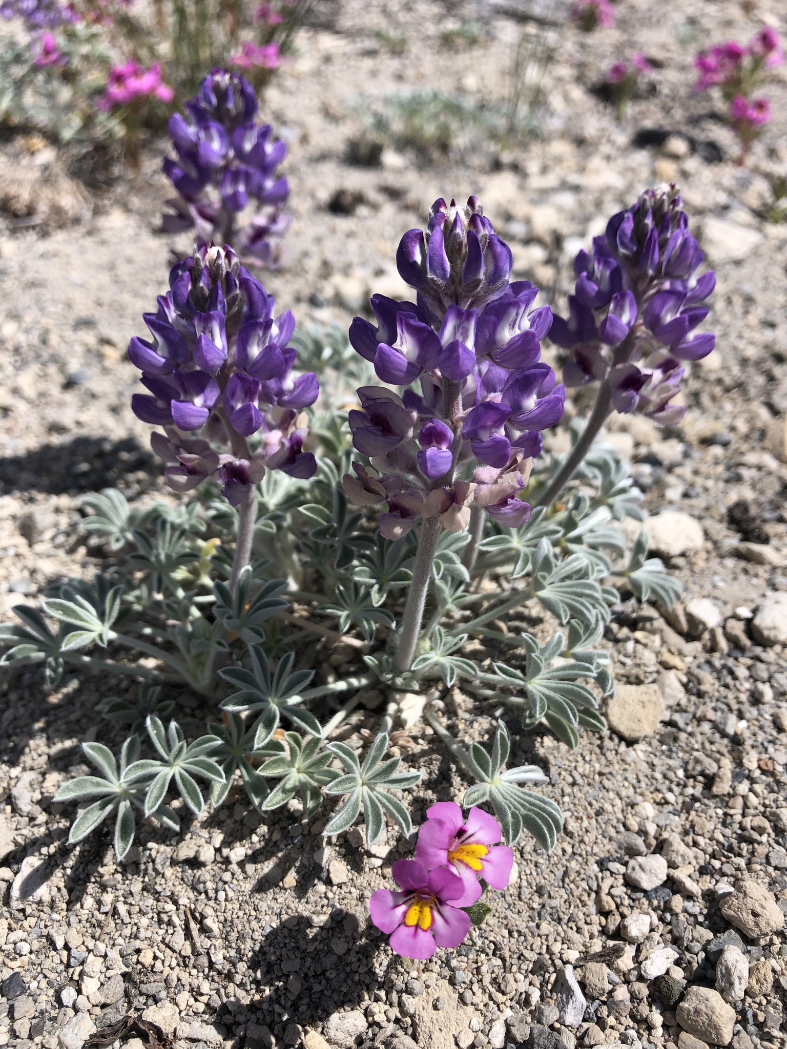 Lupinus duranii