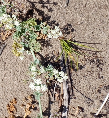 Image of Dasispermum suffruticosum by no rights reserved