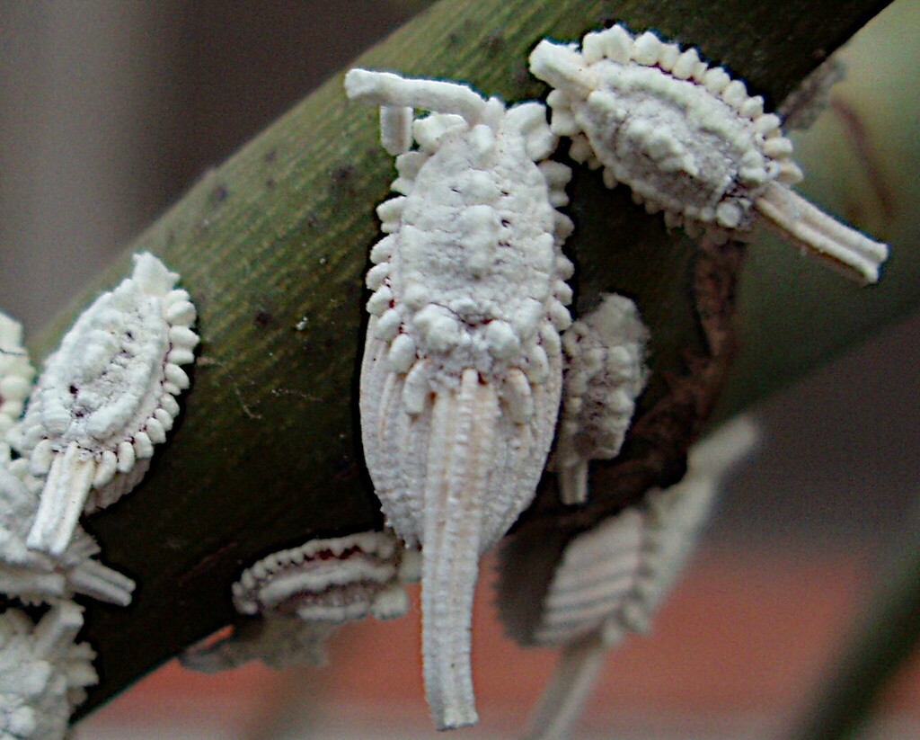 The multicicatrices fluted scale