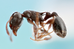 Temnothorax longispinosus