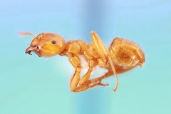 Lasius claviger