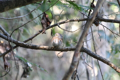 Glaucidium palmarum