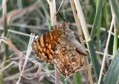 Phyciodes mylitta