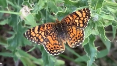 Phyciodes mylitta