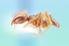 Lasius neoniger