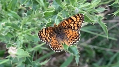 Phyciodes mylitta