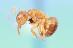 Lasius aphidicola