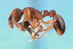 Myrmica pinetorum