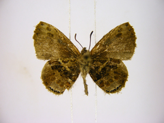 Lachnocnema vuattouxi