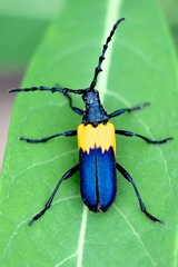 Desmocerus palliatus