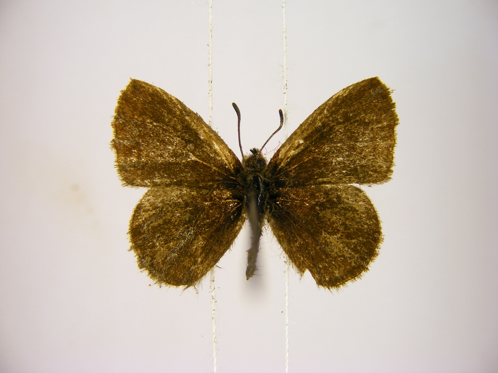 Western Savanna Woollylegs