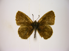 Lachnocnema vuattouxi